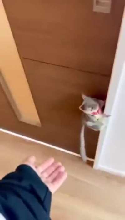 Cute Animal