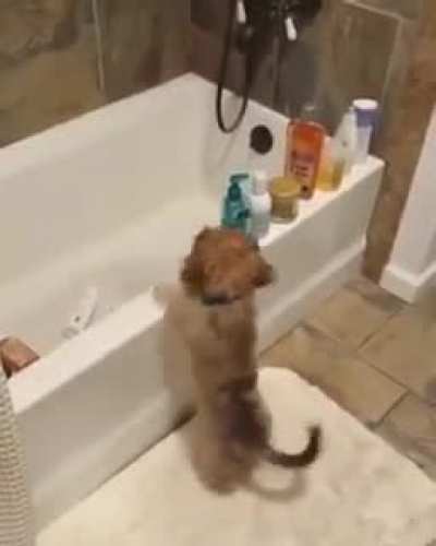 Naughty doggie