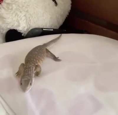 rept irl