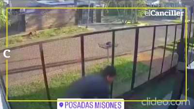 En Misiones, dejaron a su pitbull en la entrada de su casa para que no entren ladrones: le robaron al perro.