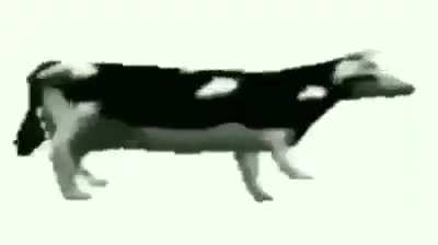 Cow