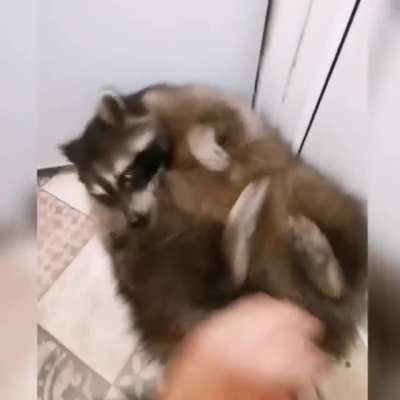 Дай пожмя<wbr>каю