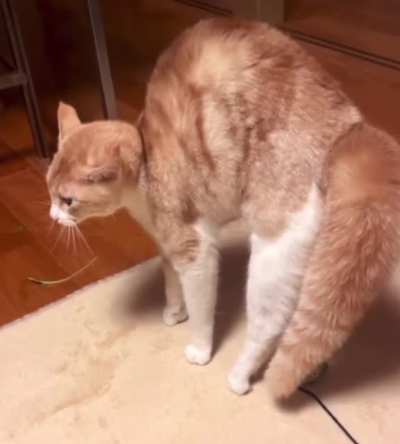 Crabulous Posture