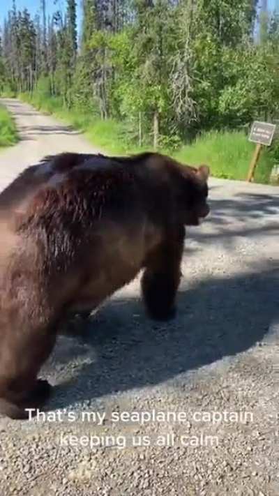Grizzly checks his picture