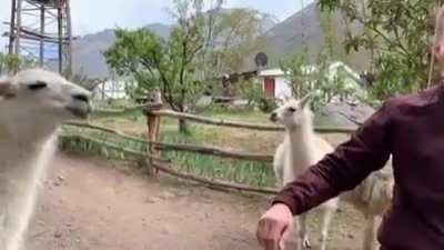Llamas love being petted