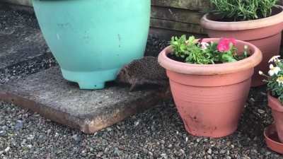 Found this lad in the garden.