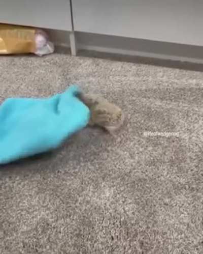 Hedgehog wrestling
