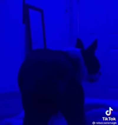 Dog sneezing