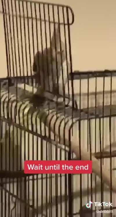 Bird: REEEE