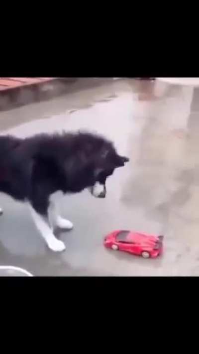 Dogs disassemble 
