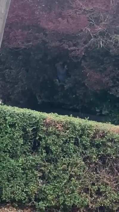 Found this guy while walking. Some ape-like movements.