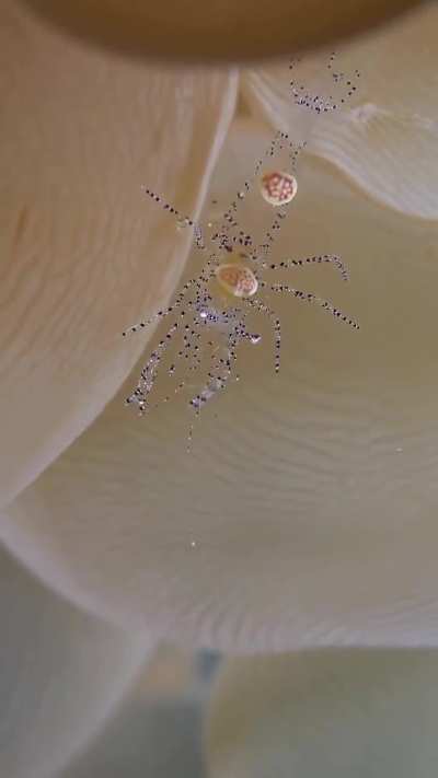 This is Hamopontonia physogrya (a rare and very small bubble coral shrimp), crawling into its symbiotic bubble coral