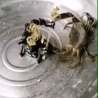 Im pretty sure this belongs here