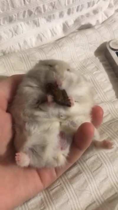 kinda chonky