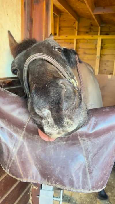 One rotten canine removal later…