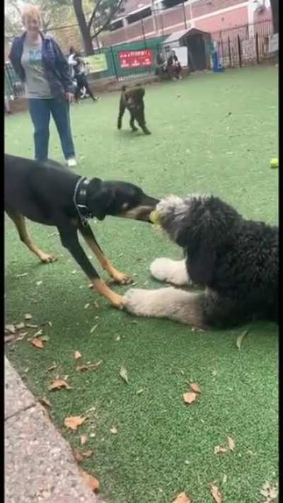 Two friendly dogs in a pull fight over a tennis ball