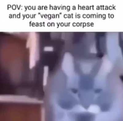 Gato no!