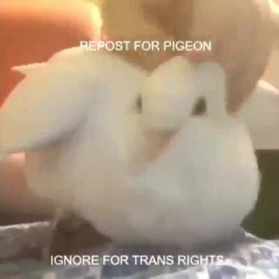 Pigeon, guys!
