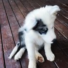 Oh HI! 🐶 my names Finn 👋