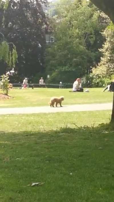 The effort this dog makes to walk is astounding
