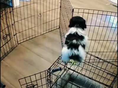 Houdini the Dog