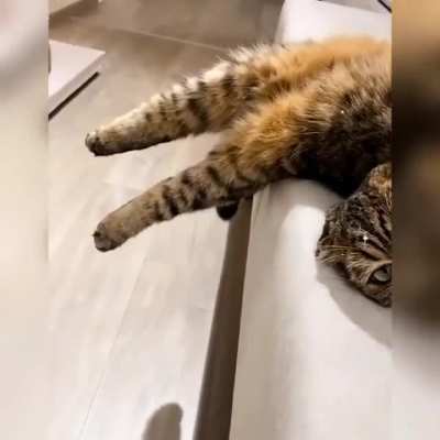 Broken cat
