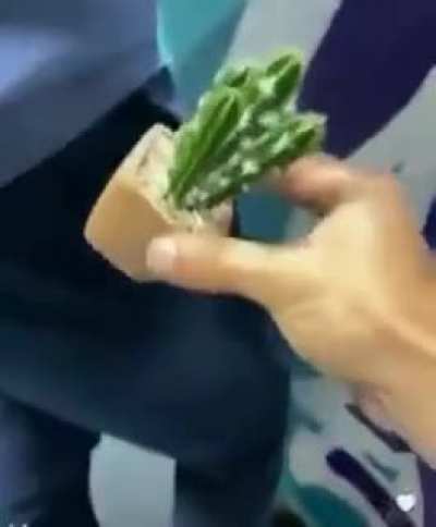 cactus