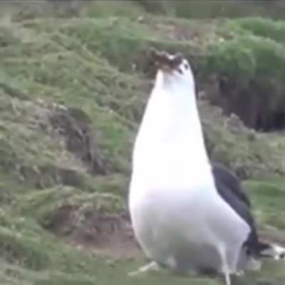 Just a seagull casually eating an entire rabbit...