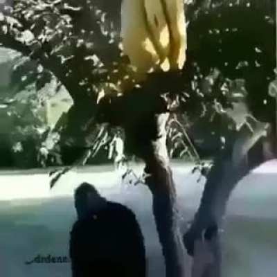 uh oh here comes banana man