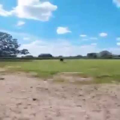 Si, dale viejas reacciona
