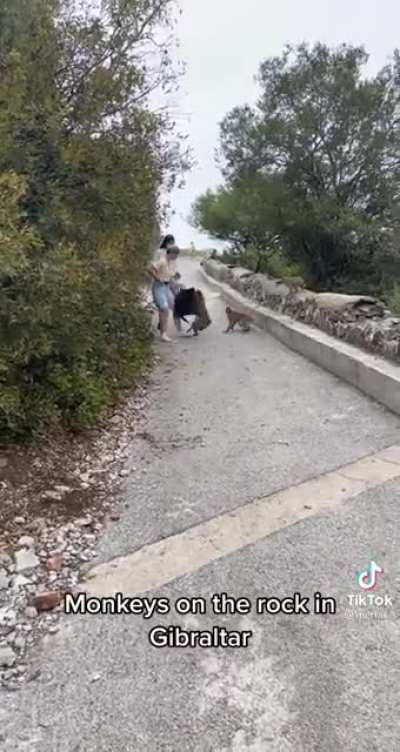 Monkey Attack