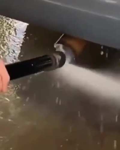 NOICE