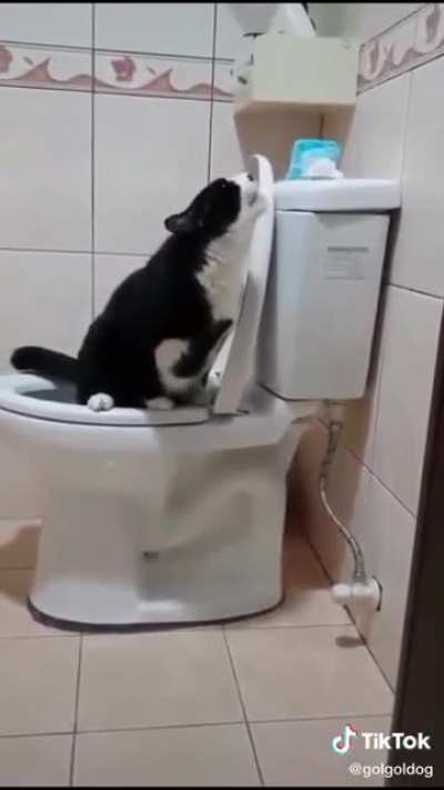Stevie Wonder’s cat