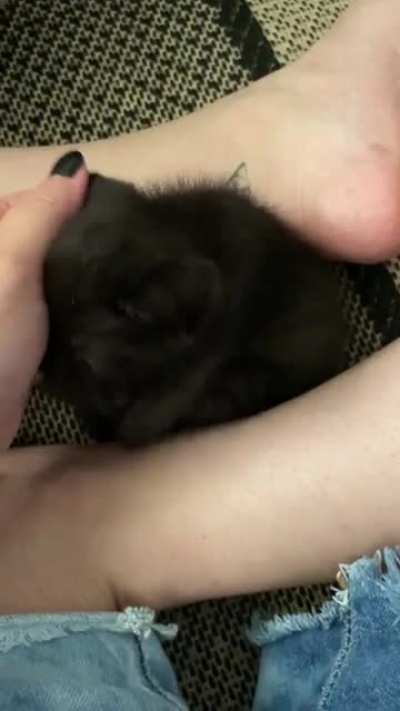 Sushi update! Not so smol but still smol!