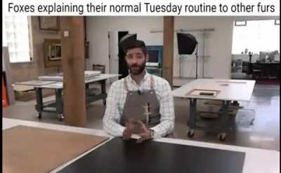 foxes_irl
