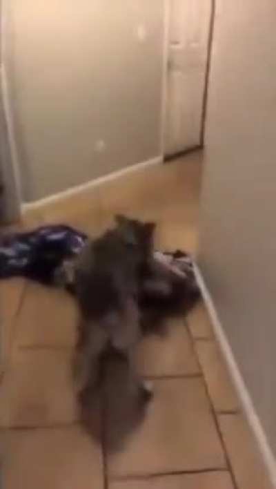 Dude doing a magic trick for his doggo