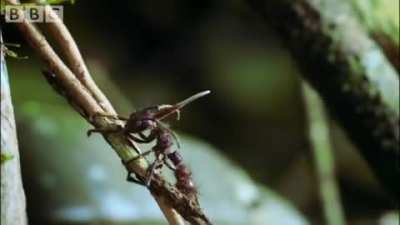 Cordyceps, the fungus that inspired the premise of the infection in The Last of Us.