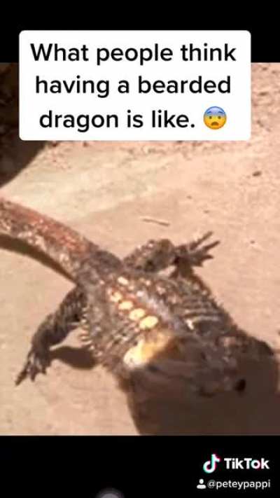 When ever I tell people I have a bearded dragon.