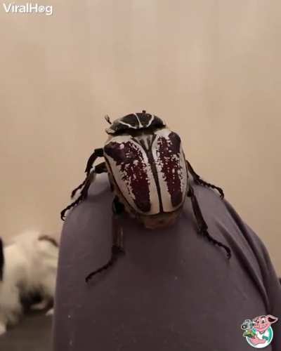 Massive Beetle