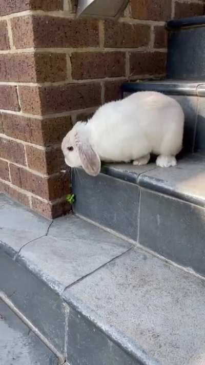 A small step for Bën, a big step for all bunnykind