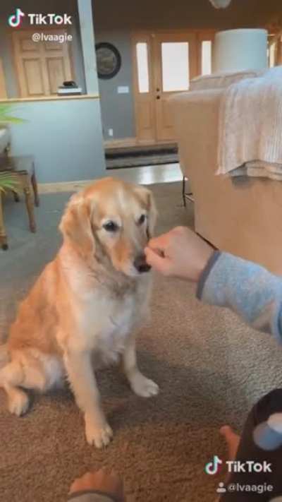 Golden loves magic!