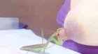 just a insect drinkin milk