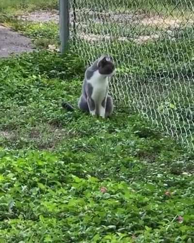 Catto go zoom