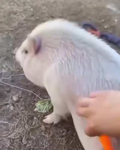 porker
