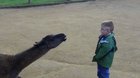 Blowing a kiss at this Alpaca was a bad choice.
