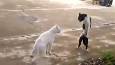 uncommon way to fight