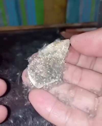 What's That?