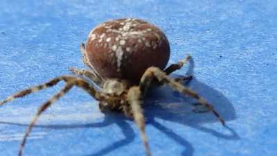 this fat spider on my basil france south ouest