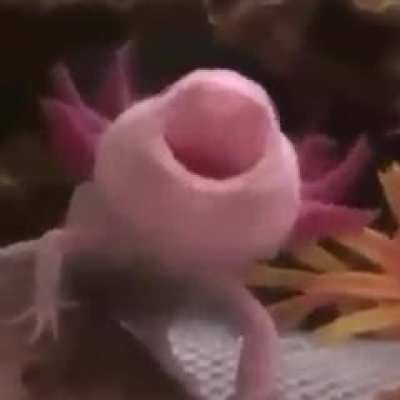 Derpy boi