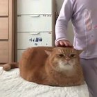 Chonkers like getting pats too
